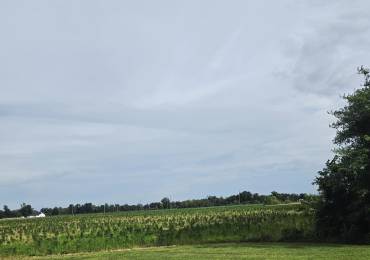 000 Neilson Road, West Frankfort, Illinois, ,Land,For Sale,Neilson,RMAPA1266954