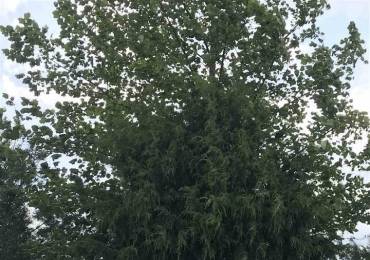 Lot 4 DOVE Lane, Eldorado, Illinois, ,Land,For Sale,DOVE,RMAPA1267650