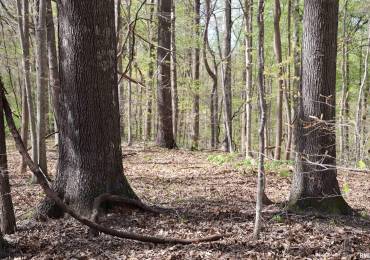 000 Bean Ridge Road, Thebes, Illinois, ,Land,For Sale,Bean Ridge,RMAEB457857