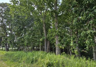 000 WILSON Road, Kinmundy, Illinois, ,Land,For Sale,WILSON,RMAEB458249