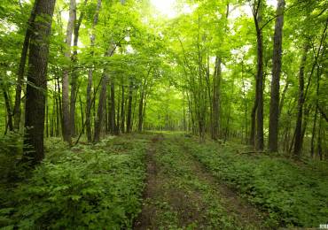 0000 TIMBER Road, Mapleton, Illinois, ,Land,For Sale,TIMBER,RMACA1037235
